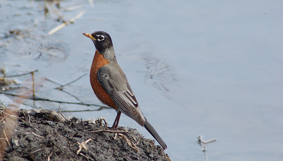 Griva Americana, Turdus migratorius (Autor: Amercican Robin CC-BY)