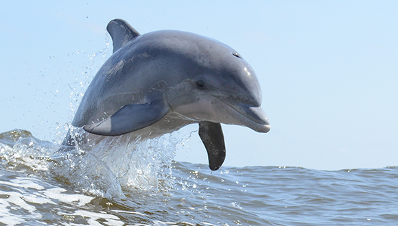 Dofí mular (Tursiops truncatus). Foto: Juanma Carrillo. (CC BY-NC-SA 2.0).