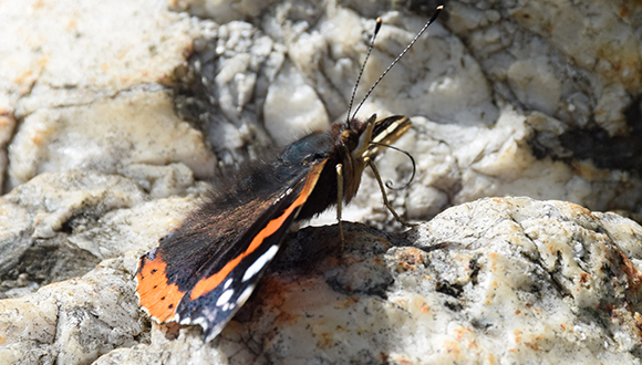 Atalanta (Vanessa atalanta) preparada para absorber néctar. Se puede observar el apéndice bucal, llamado espiritrompa, pot observar l'apèndix bucal, anomenat espiritrompa, que tiene forma alargada para llegar al fondo de la flor.