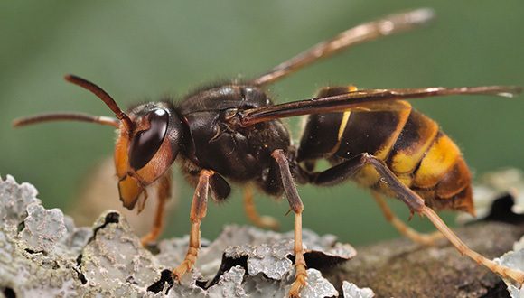 Vespa asiàtica (Vespa velutina). Foto: Gilles San Martin (CC BY-SA 2.0)