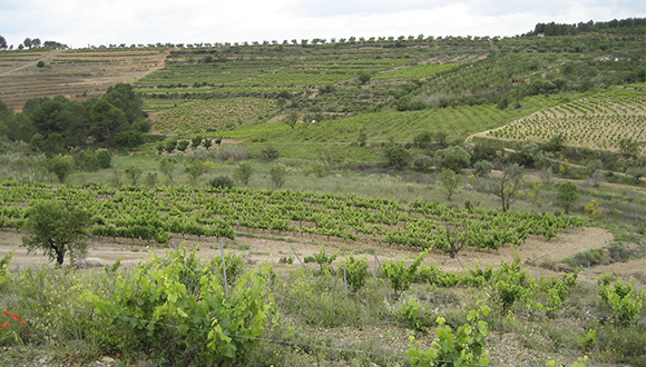 Vinyes_Siurana