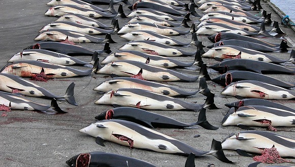 Whaling_in_the_Faroe_Islands