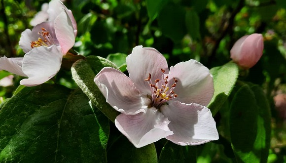 Sortida de les flors d'un pomer a l'abril. Crèdit: Verónica Couto.