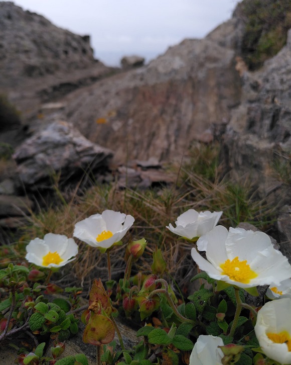 Estepa borrera (Cistus salviifolius), un arbusto capaz de vivir en los sitios más increíblemente mediterráneos. Crédito: Sandra Saura Mas.