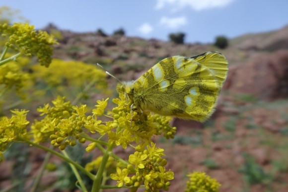 Zegris eupheme (Andreu Ubach)