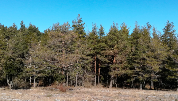 Foto rebuda per part d'un usuari anònim a les Muntanyes de Prades