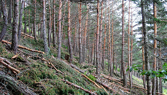 Imatge d’un bosc en ple procés d’extracció de fusta. Autor: CTFC