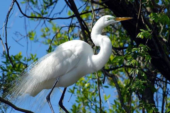 ardea alba