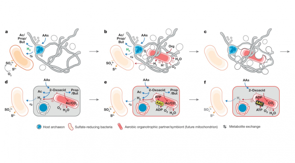 Prometheoarchaeum syntrophicum és un arqueu de tipus Asgard que té protrusions llargues i de vegades ramificades. Imachi et al (2020) el proposen com a model de l’hoste que va donar lloc a la cèl·lula eucariota. En condicions de sintròfia (dependència obligada de productes d’altres micro-organismes), probablement en tapets microbians o sediments superficials, a) l’hoste degrada aminoàcids aprofitant-se de l’H2 (i indirectament de l’O2) despresos per un deltabacteri sulfato-reductor; b) interactua amb un bacteri organotròfic facultativament aerobi que pot emprar l’O2 tòxic (en vermell i envoltat per les protrusions: aquest és el futur mitocondri); c) les estructures externes podrien haver interactuat amb el bacteri aeròbic i, finalment, l’haurien englobat iniciant una endosimbiosi i formant una membrana de nucleoide: d) després de l’incorporació, hoste i simbiont haurien continuat interactuant com a b; e) Desenvolupament d’un transportador d’ADP/ATP (AAC) per l’endosimbiont; f) l’hoste delega en el simbiont la catabolització i la generació d’ATP. Figura d’Imachi et al. 2020, Creative Commons Attribution 4.0 International License , http://creativecommons.org/licenses/by/4.0/.  Prometheoarchaeum syntrophicum és un arqueu de tipus Asgard que té protrusions llargues i de vegades ramificades. Imachi et al (2020) el proposen com a model de l’hoste que va donar lloc a la cèl·lula eucariota. En condicions de sintròfia (dependència obligada de productes d’altres micro-organismes), probablement en tapets microbians o sediments superficials, a) l’hoste degrada aminoàcids aprofitant-se de l’H2 (i indirectament de l’O2) despresos per un deltabacteri sulfato-reductor; b) interactua amb un bacteri organotròfic facultativament aerobi que pot emprar l’O2 tòxic (en vermell i envoltat per les protrusions: aquest és el futur mitocondri); c) les estructures externes podrien haver interactuat amb el bacteri aeròbic i, finalment, l’haurien englobat iniciant una endosimbiosi i formant una membrana de nucleoide: d) després de l’incorporació, hoste i simbiont haurien continuat interactuant com a b; e) Desenvolupament d’un transportador d’ADP/ATP (AAC) per l’endosimbiont; f) l’hoste delega en el simbiont la catabolització i la generació d’ATP. Figura d’Imachi et al. 2020, Creative Commons Attribution 4.0 International License , http://creativecommons.org/licenses/by/4.0/.  