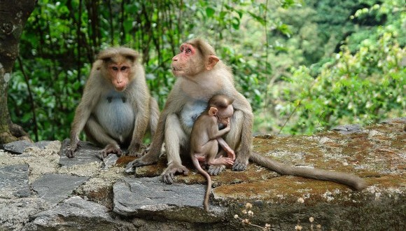 Familia de micos. Foto: Bill Wegener