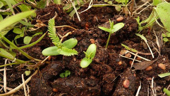 Biotropica, photos on the field