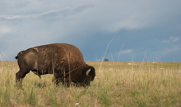 bison