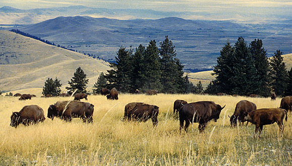 National Bison Range