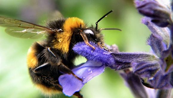 Borinot (Bombus terrestris) pol·linitzant una flor. Foto: A.Picascia