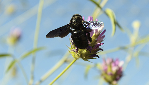 •The bumblebee Xylocopa violácea is a common pollinator in the Iberian Peninsula, also known as the carpenter bee because it excavates and makes nests in tree trunks. Credit: Sara Reverté