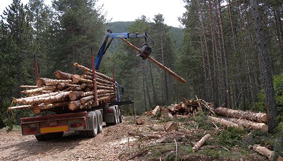 Forest thinning increases the amount of nutrients available to each tree