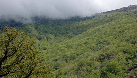 La disponibilitat d’aigua governa molts  aspectes del funcionament dels boscos. Foto:CREAF