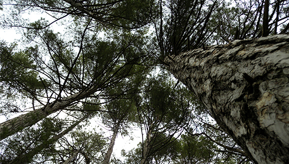 Bosque de Catalunya. Autor: Lluís Comas.