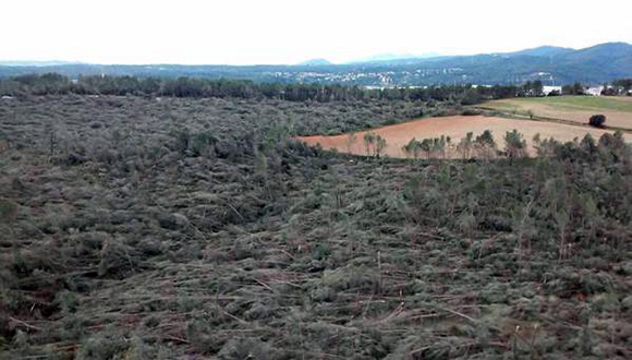 Episodi de bosc afectat per les fortes ventades d'aquesta setmana