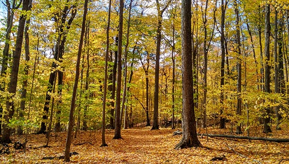 Bosc temperat, foto Judit Lecina