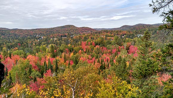 Bosc temperat del Quebec, Judit Lecina