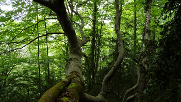 Primaveras más verdes provocan veranos más secos y calurosos