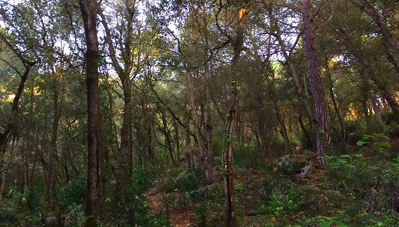 n general, hay un incremento de la mortalidad de los árboles en todas las zonas climáticas estudiadas. En la imagen, bosque mediterráneo (CSIC/M.F.Via).