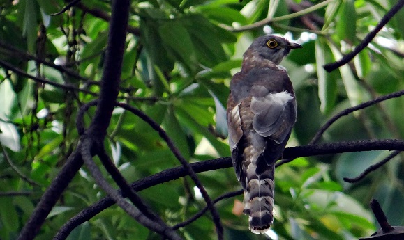 El cuco común es un pájaro de comportamiento parásito, ya que pone sus huevos en los nidos de otros pájaros para que se los incuben. El cuco polluelo nacerá antes que los huevos legítimos y los eliminará para recibir él solo todas las atenciones. Crédito: Public Domain.