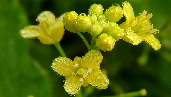 Flor de la mostassa negra (Brassica nigra). Foto: D. cerulea