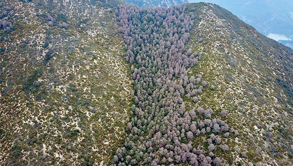 Bosques afectados por procesionaria durante 2018