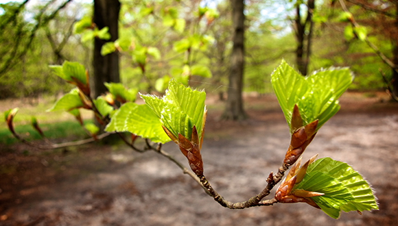 Brots de faig (Fagus sylvatica). Foto: G.Peeples (CC-BY)