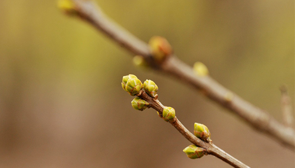 Autor: Steven Severinghaus (CC BY) L'estudi s'ha fet estudiant els brots de les fulles de liles.