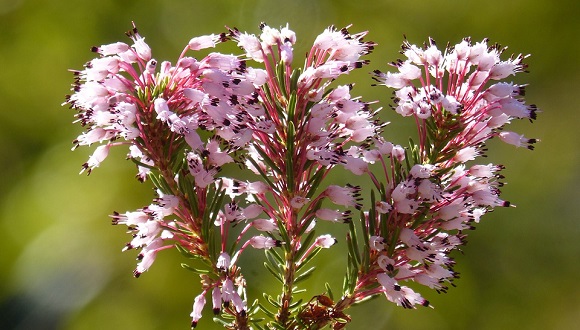 La bruguera (Erica multiflora) es una planta que florece en hivierno y llena de color el matorral mediterráneo. Crédito: Public Domain.