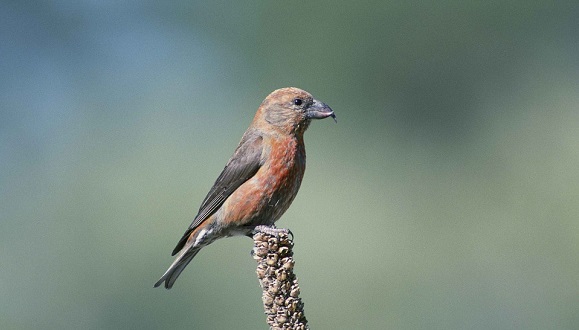 El trencapinyes (Loxia curvirostra) és una petita au passeriforme. CC0 - Public Domain.