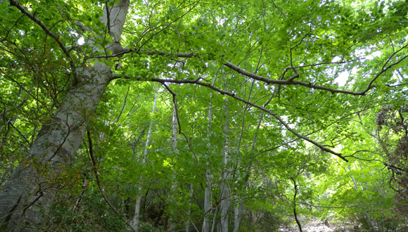 Beech forests are the most vulnerable