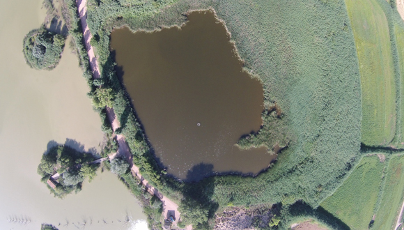 Foto aérea de una zona de l'estay d'Ivars donde se ha llevado a cabo la búsqueda de nidos de aves acuáticas en el cañaveral.