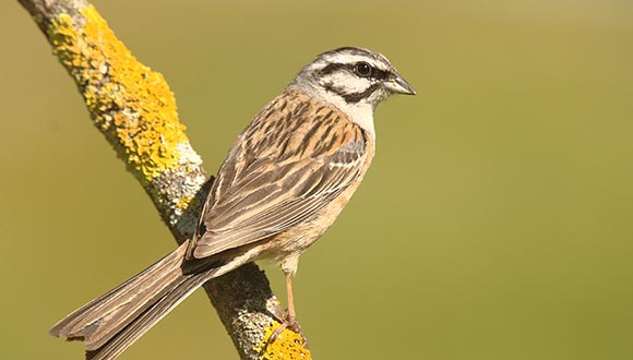 Emberiza cia (ICO - Fons fotogràfic Àngel Biosca i Farré)