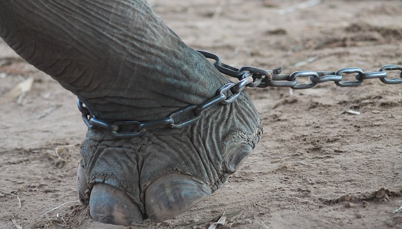 elephantchained