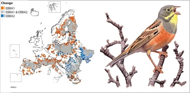 Emberiza hortulana Atles Europeu Ocells Nidificants