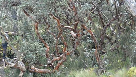 L'espècie Polylepis reticulata es pot considerar un indicador molt sensible al canvi climàtic. Font: UB