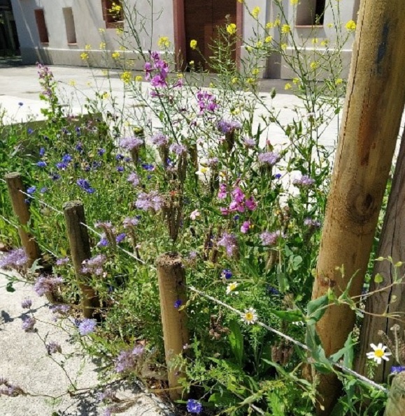 Escocell plantat amb plantes arvenses a Castelldefels. Foto: Joan Pino.