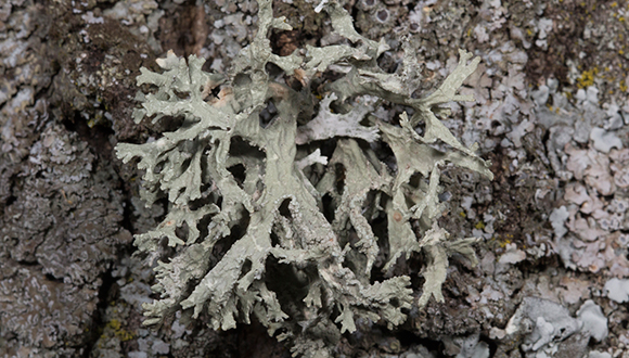 Evernia prunasti és una espècie que només viu als llocs on l'aire és molt net. Foto: Sergio Ortega, RJB-CSIC