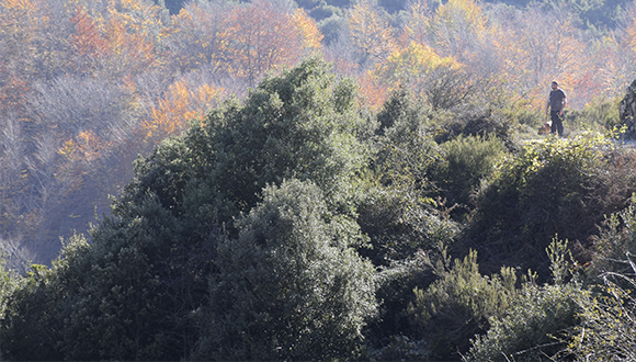 fageda_alzinar_montseny