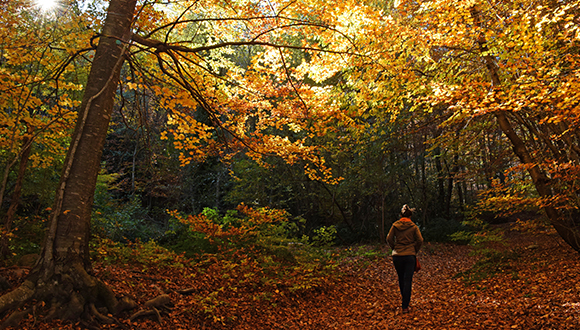 Fageda del Parc Natural del Montseny. Foto: J.L. Ordóñez