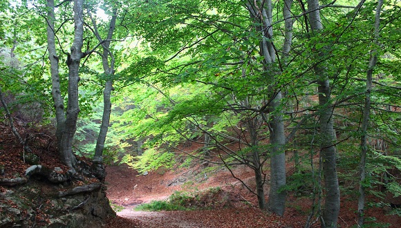 Fageda al Montseny. Autor: Albert Torelló (CC BY-SA 2.0)