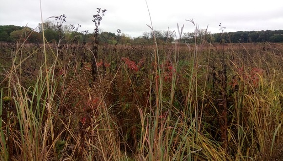 Prairie Curtis, primera restauració ecològica duta a terme el 1936 a les proximitats de Madison, Wisconsin, sota l'assessorament d'Aldo Leopold. Crèdit: Francisco Lloret.