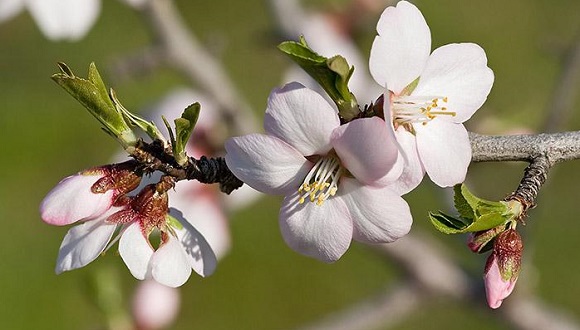 La fenologia és la ciència que estudia les fases del cicle vital dels éssers vius i com les variacions estacionals i interanuals del clima els afecten