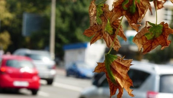 Leaves in an urban environment. ClipArt CCBY