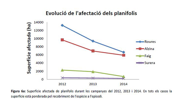 Evolució planifolis