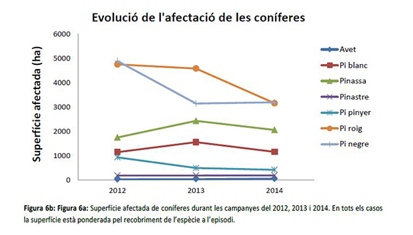 Evolució coníferes